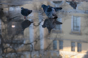 Gray..Doves in a dirty puddle