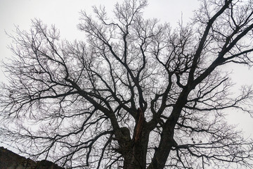 Tree without leaves on the background of a cloudy sky