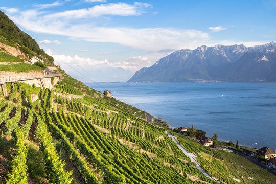 Vineyards in Lavaux region, Switzerland