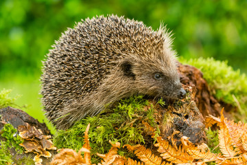 Hedgehog (Scientific name: Erinaceus Europaeus) Wild, native, European hedghog foraging in natural woodland habitat with green moss and golden ferns.  Facing right.  Horizontal.  Space for copy