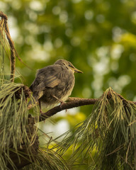 Juvenile Starling, Sturnus vulgaris, perched on conifer branch
