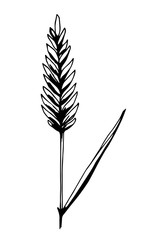 Simple vector sketch in black outline. Spikelet, grass, plant isolated on a white background.