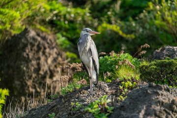Ulleung, South Korea - 04.27.2020 - Bird on Ulleung island
