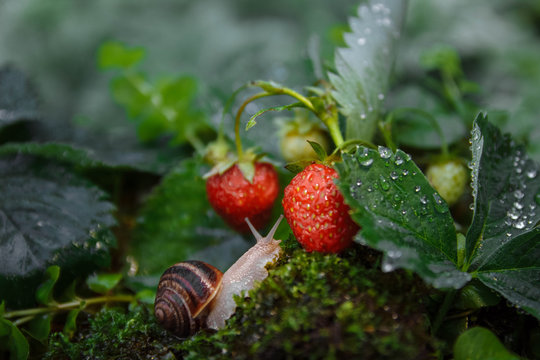 A large brown snail crawls towards a strawberry bush with red berries with green moss in the grass close-up with selected focus on a blurred background, wildlife concept, macro photo, gardening pests