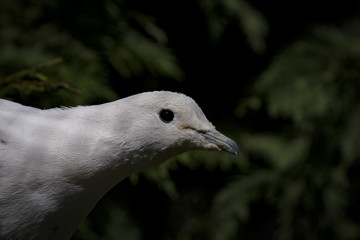 Pied Imperial Pigeon, Ducula spilorrhoa, AKA Nutmeg Pigeon looking to the right