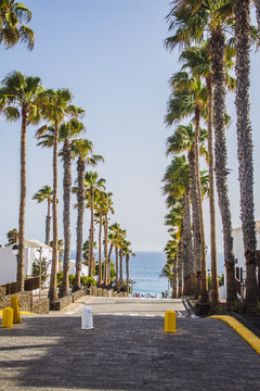 palm trees on the street in Playa Blanca, Lanzarote, Canary Islands, Spain 