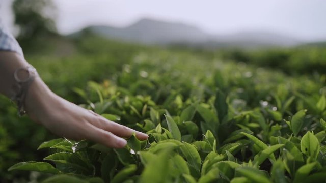 Hand touching tea leaves on the plantation