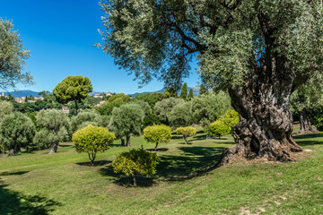Olive grove in Cagnes-sur-Mer - commune of Alpes-Maritimes department in Provence Alpes - Cote d'Azur region, France. Cagnes-sur-Mer located between Nice and Cannes.