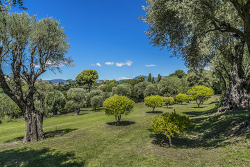 Olive grove in Cagnes-sur-Mer - commune of Alpes-Maritimes department in Provence Alpes - Cote d'Azur region, France. Cagnes-sur-Mer located between Nice and Cannes.