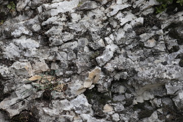 tree bark texture