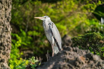 Ulleung, South Korea - 04.27.2020 - Bird on Ulleung island