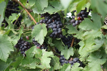 grapes on vine