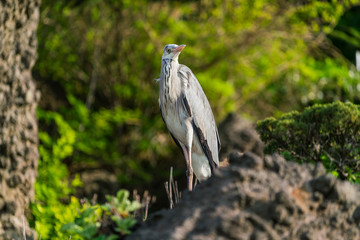 Ulleung, South Korea - 04.27.2020 - Bird on Ulleung island
