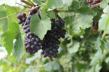 grapes on vine