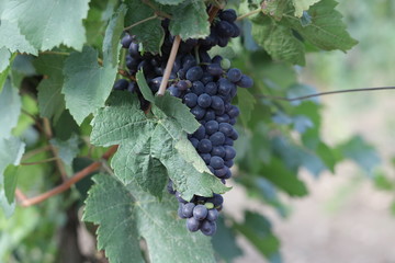 grapes on vine