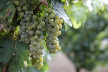 bunch of green grapes