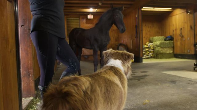 Farm dog and young horse have a cautious stare down with one another in barn