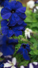 blue flower in the garden. Beautiful home garden in full bloom, post on social network. Stories frame. social media stories wallpapers with spring leaves and flowers