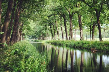 Tree lined canals in the sunlight, Griendtsveen, Netherlands