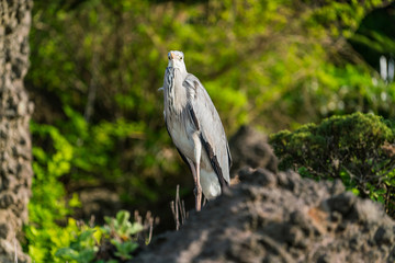Ulleung, South Korea - 04.27.2020 - Bird on Ulleung island