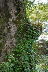 오래된 고목 느티나무 기둥에 살고있는 담쟁이와 이끼