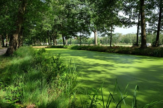 Pond weed eutrophication covering a canal in the Netherlands
