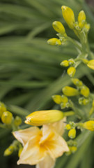 yellow flowers in the garden. Beautiful home garden in full bloom, post on social network. Stories frame. social media stories wallpapers with spring leaves and flowers