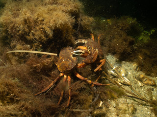 A closeup picture of a crab in a beautiful marine environment. Picture from Oresund, Malmo in southern Sweden.