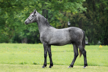 Fototapeta na wymiar Gray horse stands on natural summer background, profile side view, exterior
