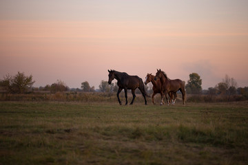 Fototapeta na wymiar Horses are running across the field. Horse in the pasture. Evening, summer. Sunset sky.