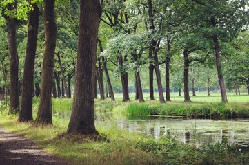 Obraz premium Tree lined canals in the sunlight, Griendtsveen, Netherlands
