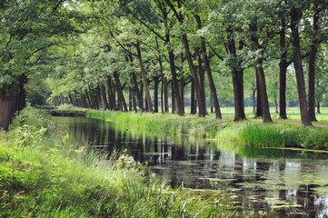 Tree lined canals in the sunlight, Griendtsveen, Netherlands