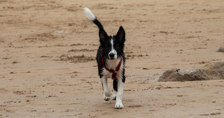 Adorable border collie walking in the sand