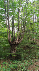 Trognes, arbres têtards ou têtards, sont des arbres dont la forme caractéristique résulte d'un mode d'exploitation ancestral consistant en des tailles périodiques afin de fournir principalement du boi - obrazy, fototapety, plakaty
