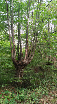 Trognes, arbres t&ecirc;tards ou t&ecirc;tards, sont des arbres dont la forme caract&eacute;ristique r&eacute;sulte d'un mode d'exploitation ancestral consistant en des tailles p&eacute;riodiques afin de fournir principalement du boi