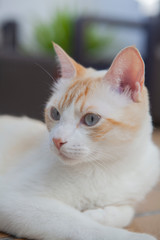 Gato blanco con ojos azules