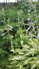 fresh green grass. gardening on a personal plot