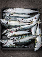 A fresh catch of mackerel on a tray. Gray background