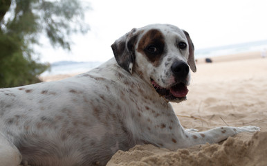 English Pointer lying on the sand looking at the camera