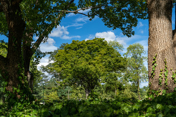 八月下旬クスノキの間にたたずむケヤキ