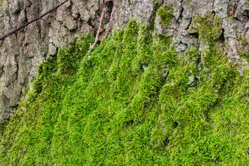 green moss on oak tree trunk closeup