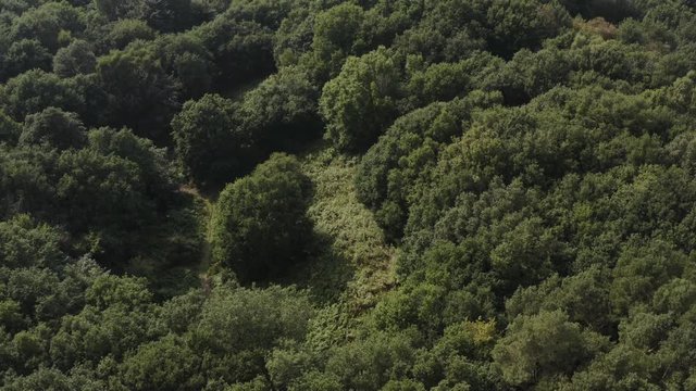 British forest canopy background aerial view