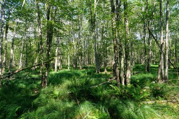 Tall Pine Trees in a New England Forest - Acadia Maine