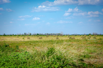 field of grass and sky