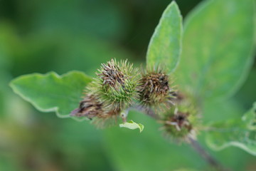 Bardane ou plante à l'origine du velcro