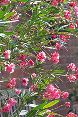 Oleander auf der Sommerterrasse