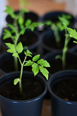Tomato seedlings sprout. Self sufficiency, organic food, sustainability. Cultivating tomato plants indoors in a garden greenhouse