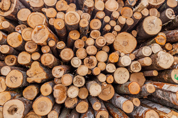 Fototapeta premium Brich logs texture background