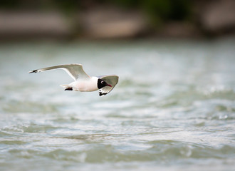 Franklin Gulls