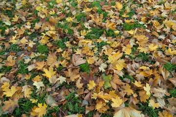 Autumn leaves texture background